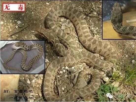 中国锦蛇图片5