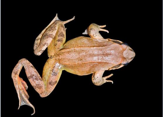 青蛙几条腿图2