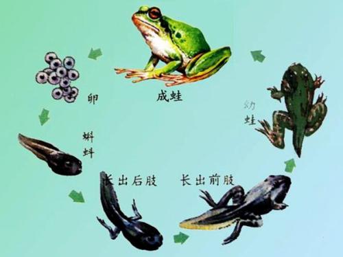 青蛙几条腿图3