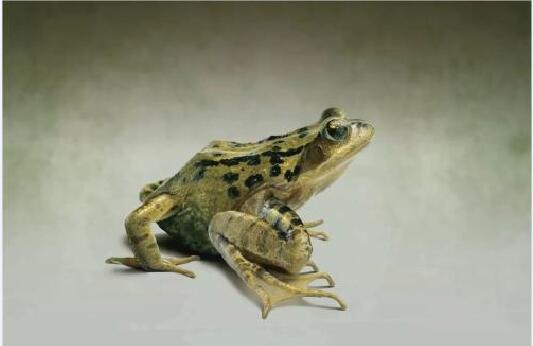 青蛙几条腿图12