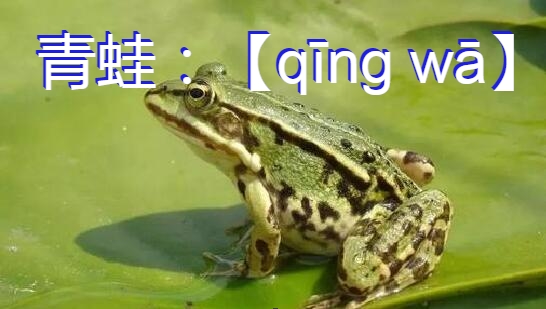 青蛙拼音图1