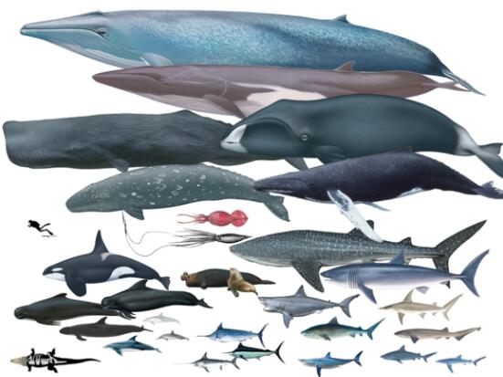 国家重点保护野生动物：兽纲 - 鲸目品种