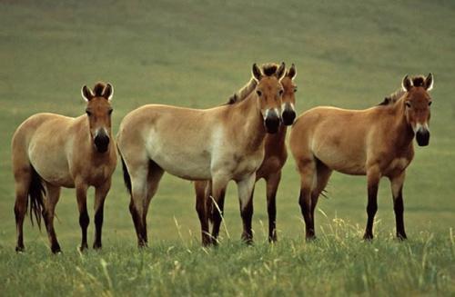 国家重点保护野生动物：兽纲 - 奇蹄目品种