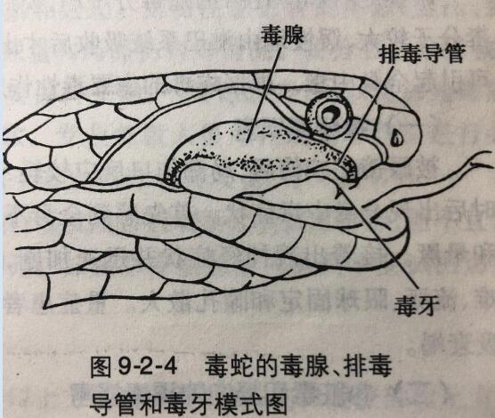 眼镜蛇蛇鞭有毒吗?
