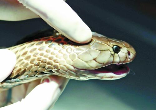 眼镜蛇蛇鞭有毒吗？