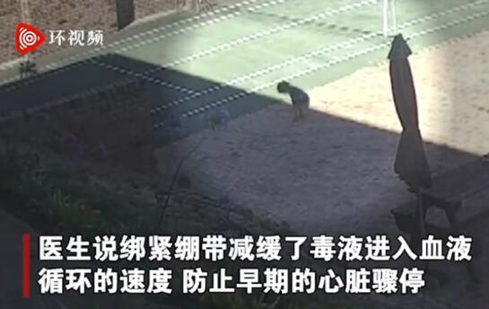 澳洲3岁女童被毒蛇咬伤,机智奶奶及时采取正确急救措施!