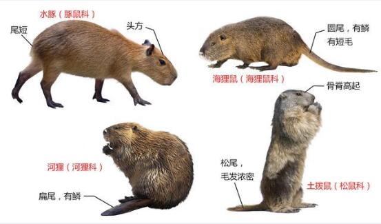 国家重点保护野生动物:兽纲 - 啮齿目品种