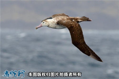 国家重点保护野生动物:鸟纲 - 鹱形目品种