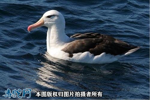 国家重点保护野生动物:鸟纲 - 鹱形目品种