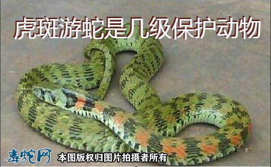 虎斑游蛇是几级保护动物