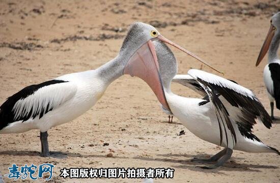 国家重点保护野生动物:鸟纲 - 鹈形目品种