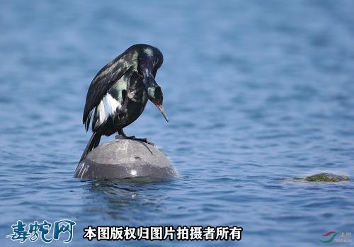 国家重点保护野生动物:鸟纲 - 鹈形目品种