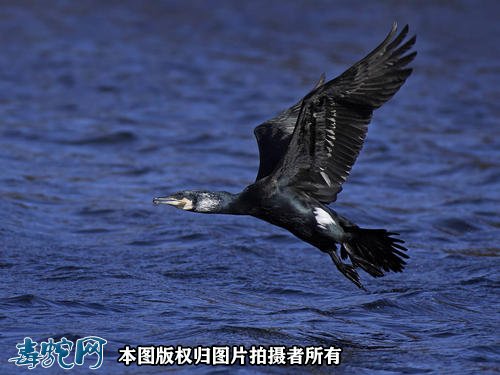 国家重点保护野生动物:鸟纲 - 鹈形目品种