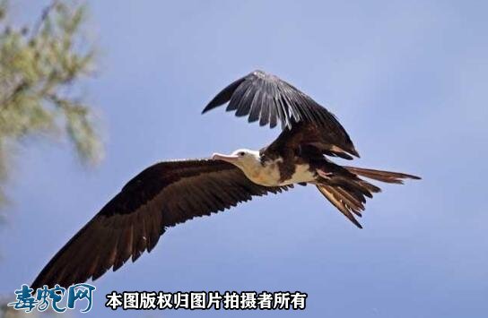 国家重点保护野生动物:鸟纲 - 鹈形目品种