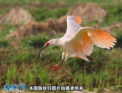 国家重点保护野生动物:鸟纲 - 鹳形目品种