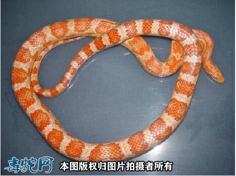白化红玉米蛇图2