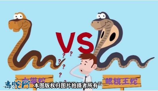 内陆太攀蛇pk眼镜王蛇视频
