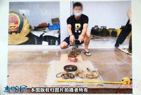 肇庆高某用蛇、鸟浸酒共计58瓶,被判刑事附带民事赔偿96.68万元!