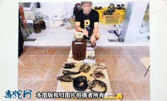 肇庆高某用蛇、鸟浸酒共计58瓶，被判刑事附带民事赔偿96.68万元！