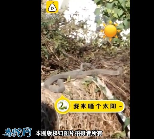 贵州两条蛇遇晴天就出来晒太阳!大叔爬车顶把蛇当明星狂拍!