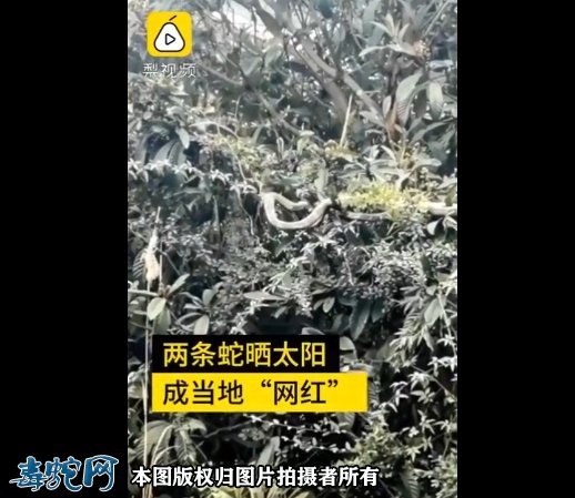 贵州两条蛇遇晴天就出来晒太阳!大叔爬车顶把蛇当明星狂拍!