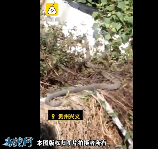 贵州两条蛇遇晴天就出来晒太阳!大叔爬车顶把蛇当明星狂拍!
