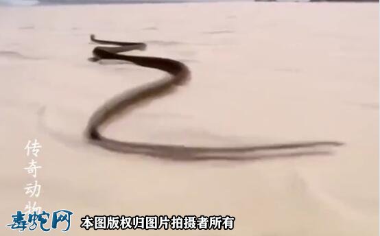 黑曼巴蛇最快速度图2