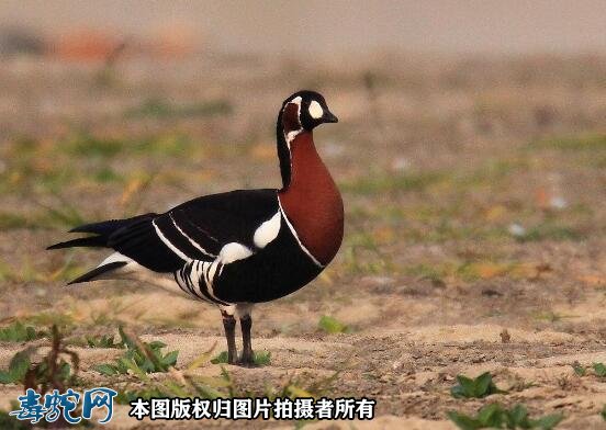 国家重点保护野生动物:鸟纲 - 雁形目品种