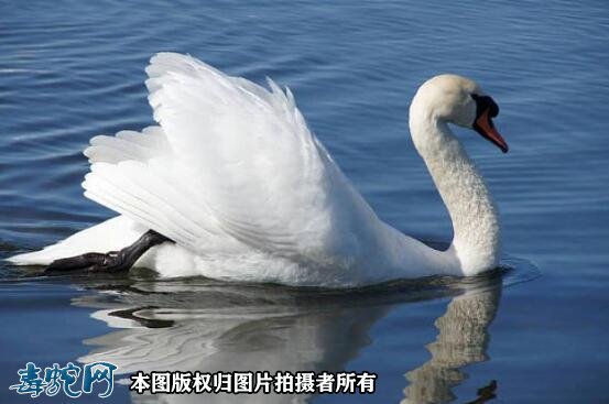 国家重点保护野生动物:鸟纲 - 雁形目品种