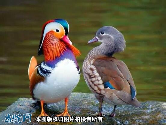 国家重点保护野生动物:鸟纲 - 雁形目品种