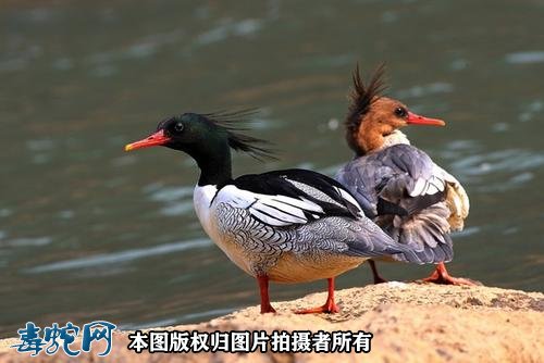 国家重点保护野生动物:鸟纲 - 雁形目品种
