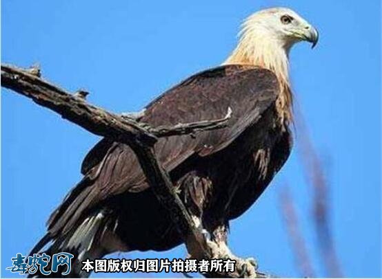 国家重点保护野生动物:鸟纲 - 隼形目品种