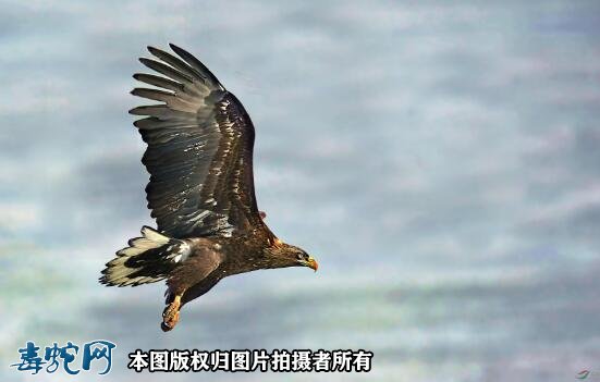 国家重点保护野生动物:鸟纲 - 隼形目品种