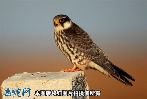 国家重点保护野生动物:鸟纲 - 隼形目品种