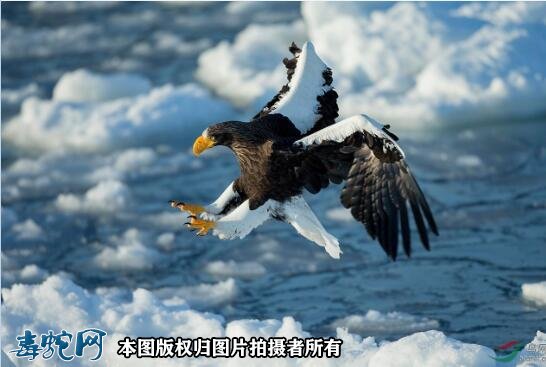 国家重点保护野生动物:鸟纲 - 隼形目品种