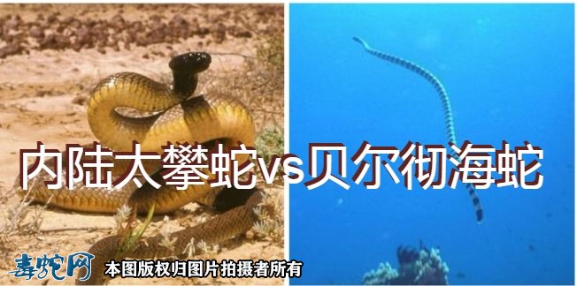 内陆太攀蛇vs贝尔彻海蛇