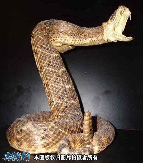响尾蛇的图片10