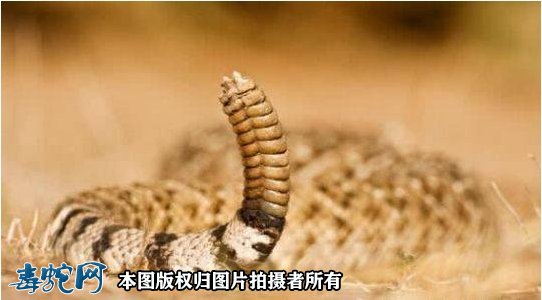 响尾蛇的图片14
