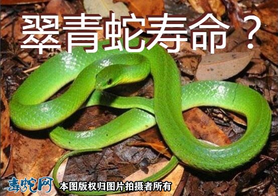 翠青蛇寿命图1