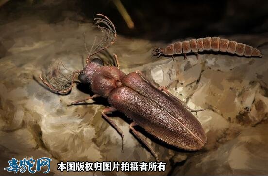 1亿年前萤火虫长啥样？科学家发现1亿年前萤火虫祖先！