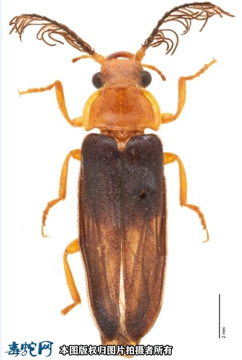 1亿年前萤火虫长啥样？科学家发现1亿年前萤火虫祖先！