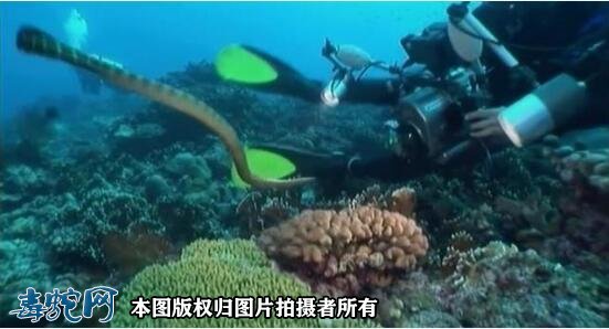 怎么捕捉海蛇图2