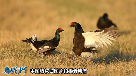 国家重点保护野生动物:鸟纲 - 鸡形目品种