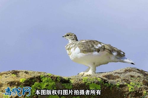 国家重点保护野生动物:鸟纲 - 鸡形目品种