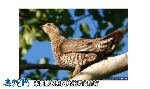 国家重点保护野生动物:鸟纲 - 鸡形目品种