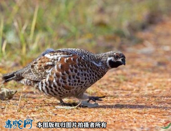 国家重点保护野生动物:鸟纲 - 鸡形目品种6