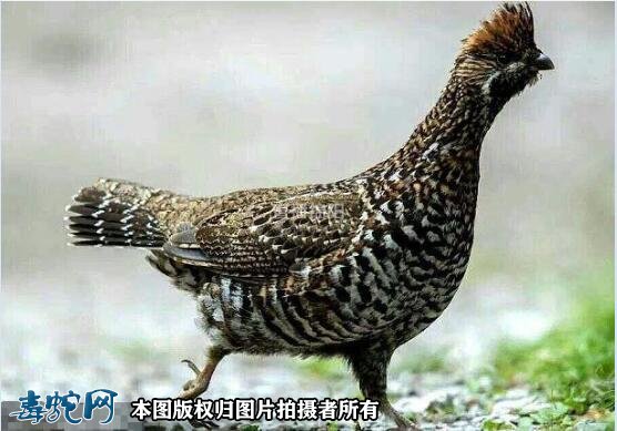 国家重点保护野生动物:鸟纲 - 鸡形目品种