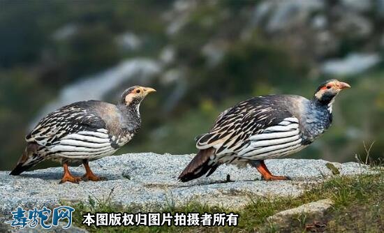 国家重点保护野生动物:鸟纲 - 鸡形目品种