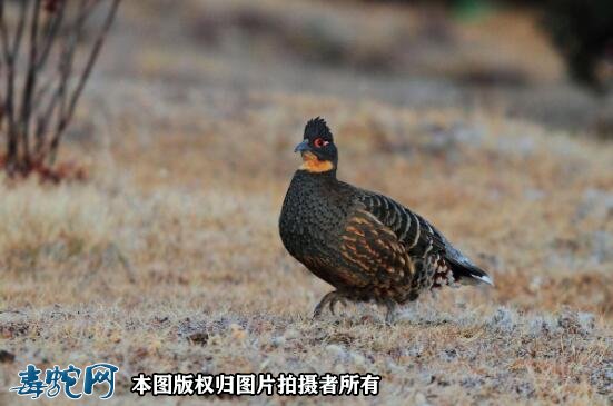 国家重点保护野生动物:鸟纲 - 鸡形目品种