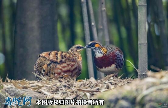 国家重点保护野生动物:鸟纲 - 鸡形目品种